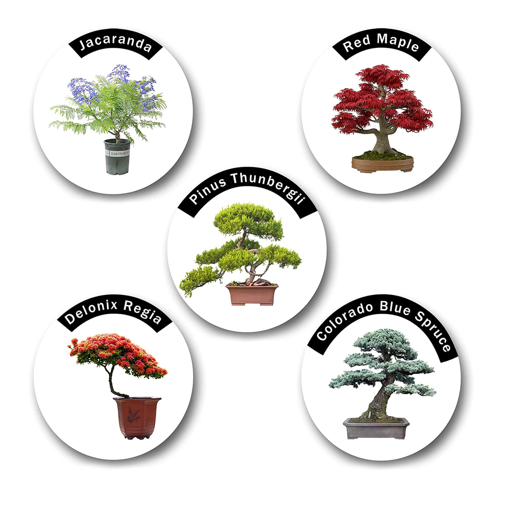 Bonsai Tree Kit