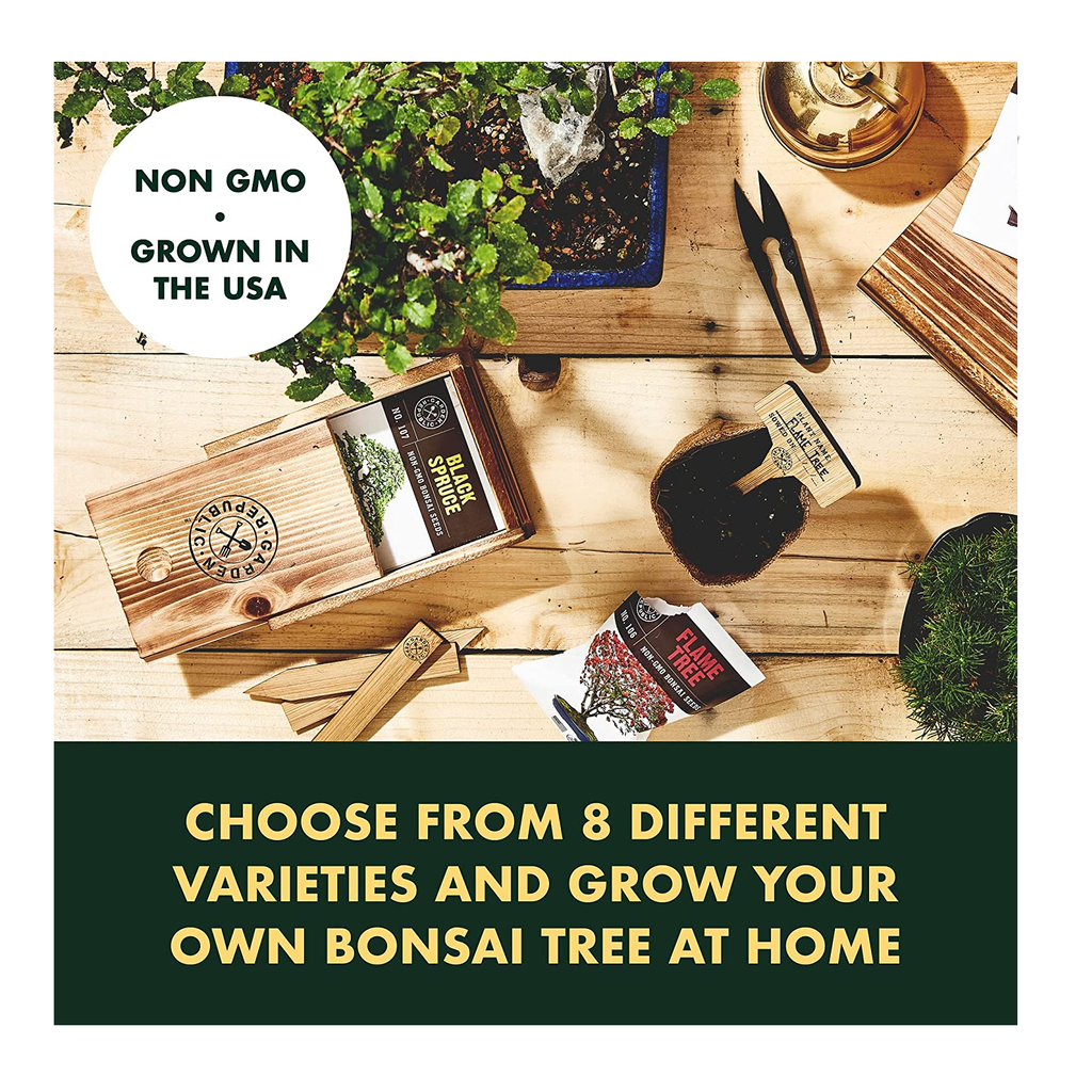 bonsai tree seed kit Bonsai Tree Seeds Kit