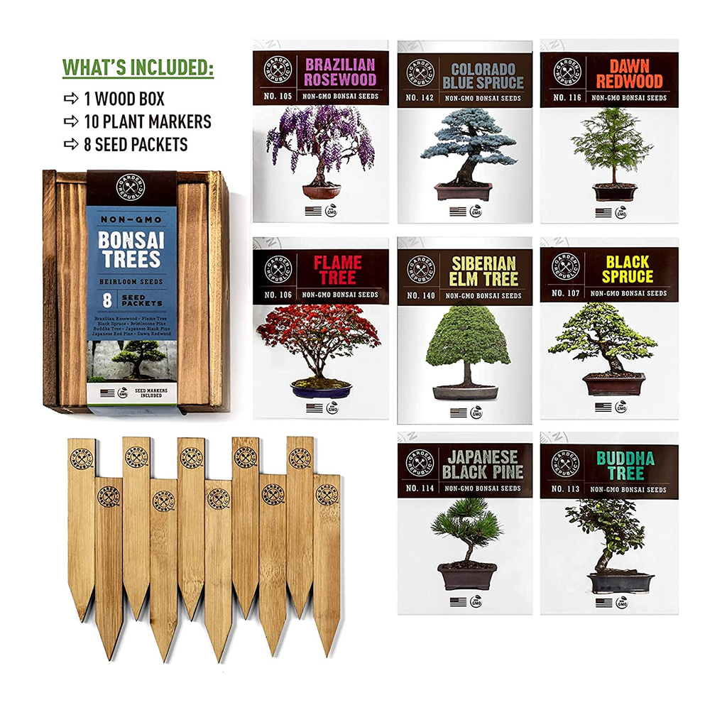 bonsai tree seed kit Bonsai Tree Seeds Kit