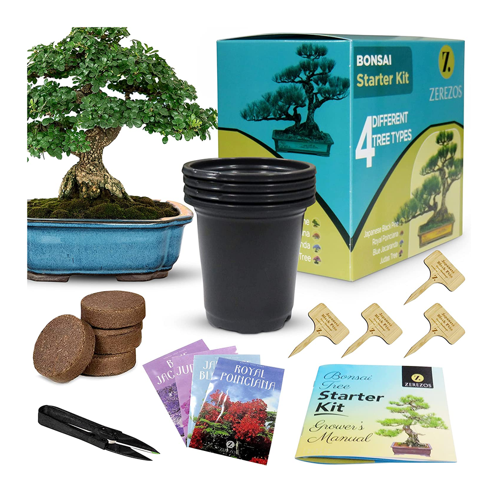 potting a new bonsai tree Bonsai Tree Starter Kit for Beginners with Potting Soil Discs