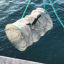 Fishing Bait Trap,2 Packs Crab Trap Minnow Trap Crawfish Trap Lobster Shrimp Collapsible Cast Net Fishing Nets Portable Folded Fishing Accessories,12.6X20.1inches — 6