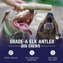 Devil Dog Pet Co Whole Elk Antlers for Dogs, Medium, Aggressive Chewers