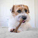 Nylabone Strong Chew Femur Bone Dog Toy, Dog Bone for Aggressive Chewers