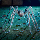 JOYIN Halloween Outdoor Decorations Giant Spider, Scary Large Spider Props for Yard Lawn Halloween Outside Decor and Indoor Party Decor, Gray (Standing Height is 15 inches) — 8