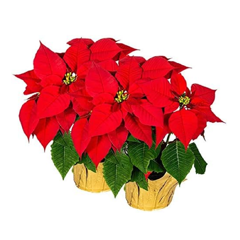 Creative Displays Large Premier Silk Poinsettia Plant Christmas Decorations, Amazingly Lifelike & Realistic, 17" x 15" (2 Pack)