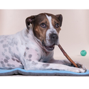 12 Inch Bully Sticks for Large Dogs Leather Free Chews and Dental Treats for Dogs