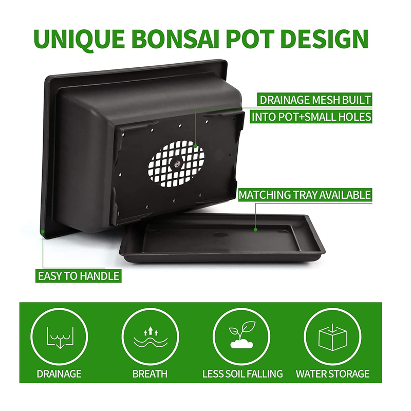 Bonsai Tree Kit | 5 Bonsai Tree Seeds with Complete Plant Growing Tools