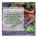 Bonsai Tree Kit | 5 Bonsai Tree Seeds with Complete Plant Growing Tools