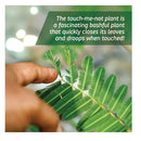 Touch-Me-Not Gardening Kit For Kids | STEM For Kids Ages 6-12 | Arts And Crafts Gifts | Tickle Sensitive Plant Garden