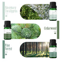 Fragrance Oil | MitFlor Woodland Scented Oil Set | Scents To Make Soaps And Candles