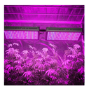 BESTVA 2000W Led Grow Light 5x4ft Coverage LM301B Diodes 10x Optical Reflector Full Spectrum LED Grow Lights