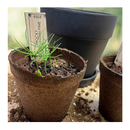 Bonsai Tree Indoor Starter Kit 4 Bonsai Tree Seed Types | DIY Unique Gardening Plant Crafts