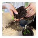 Bonsai Tree Indoor Starter Kit 4 Bonsai Tree Seed Types | DIY Unique Gardening Plant Crafts