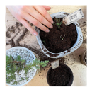 Bonsai Tree Indoor Starter Kit 4 Bonsai Tree Seed Types | DIY Unique Gardening Plant Crafts