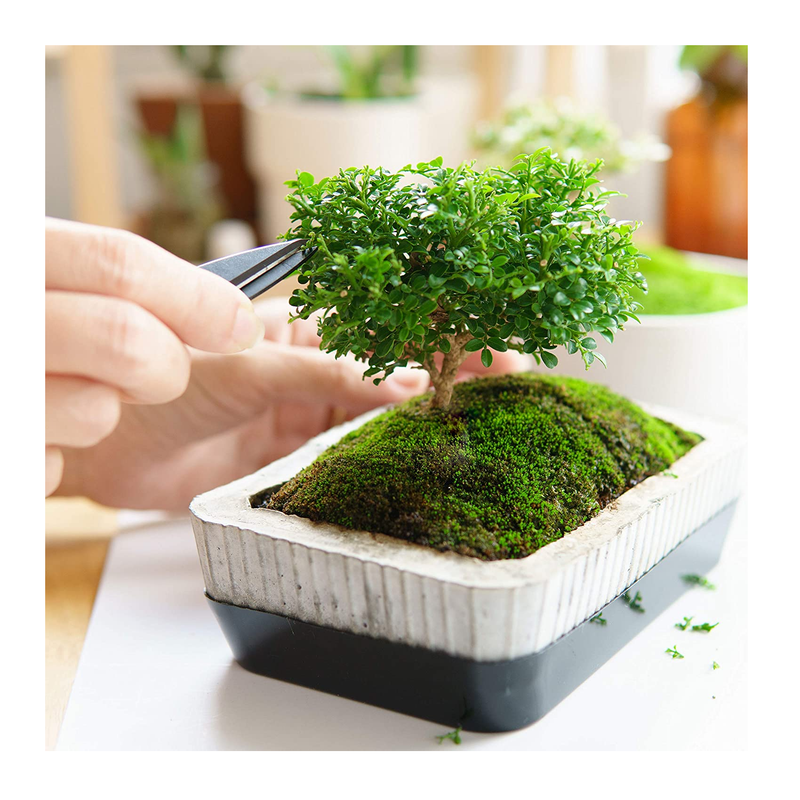 Unique And Unusual Gifts AVERGO Bonsai Tree Kit For Beginners – 5X Unique Japanese Bonzai Trees | Complete Indoor Starter Kit For Growing Bonsai Plants With Tools & Planters Unique Gifts