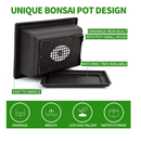 Bonsai Tree Kit | 5 Bonsai Tree Seeds with Complete Plant Growing Tools