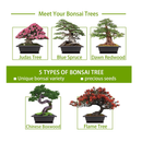 Bonsai Tree Kit | 5 Bonsai Tree Seeds with Complete Plant Growing Tools