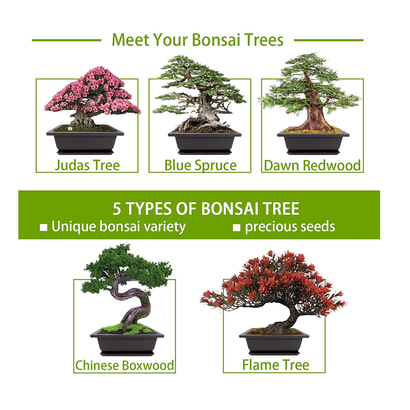 judas bonsai tree Bonsai Tree Kit