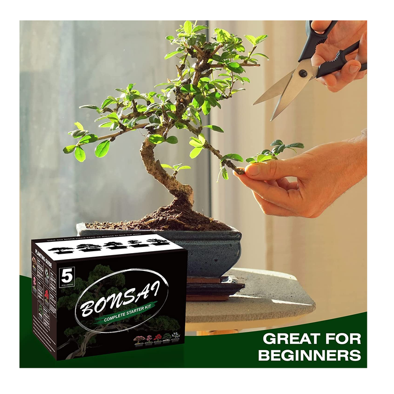 Bonsai Tree Kit  5 Bonsai Tree Seeds with Complete Plant Growing Tool