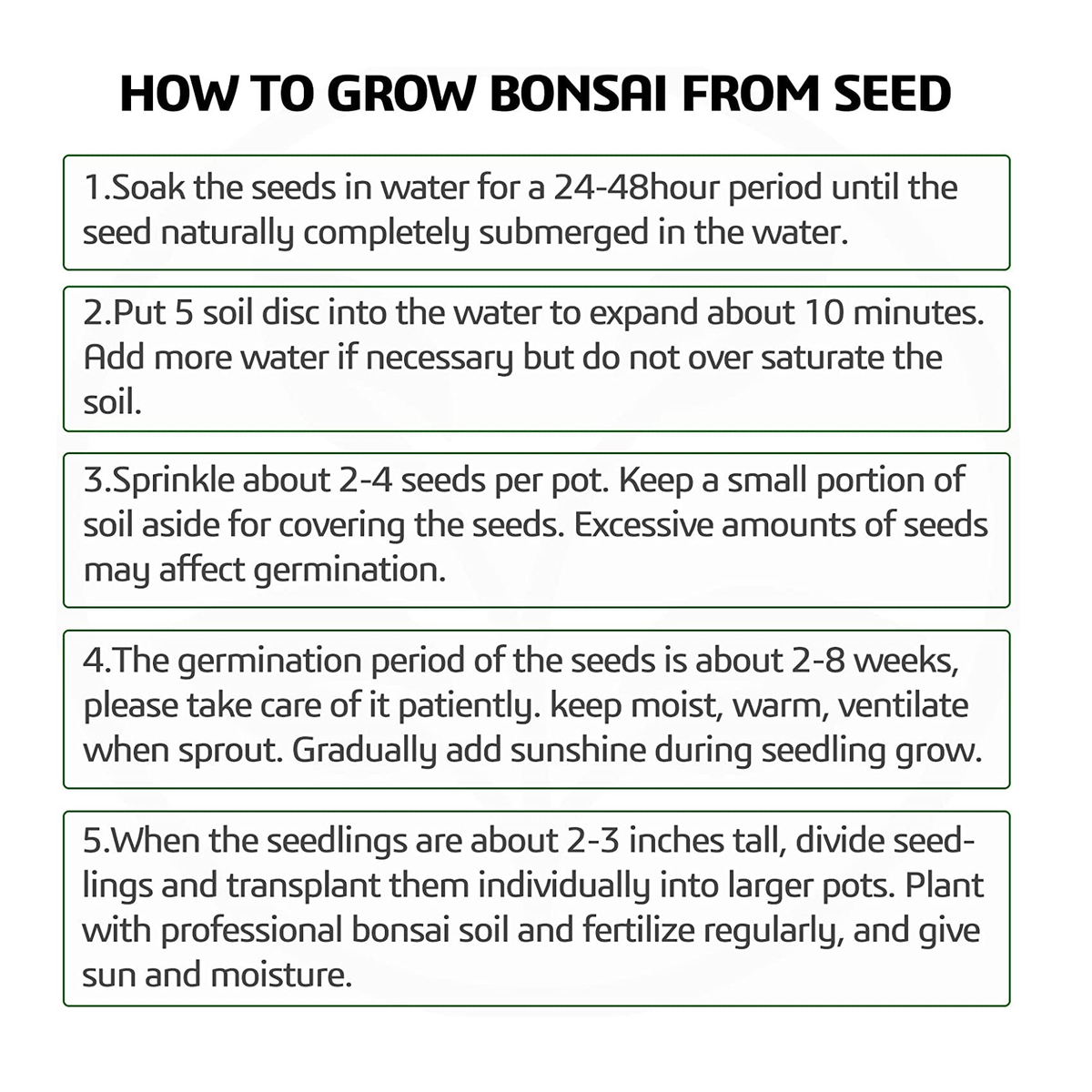 growing bonsai from seeds Bonsai Tree Kit