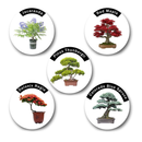 Bonsai Tree Kit | Bonsai Tree Starter Kit with 5 Seeds Types