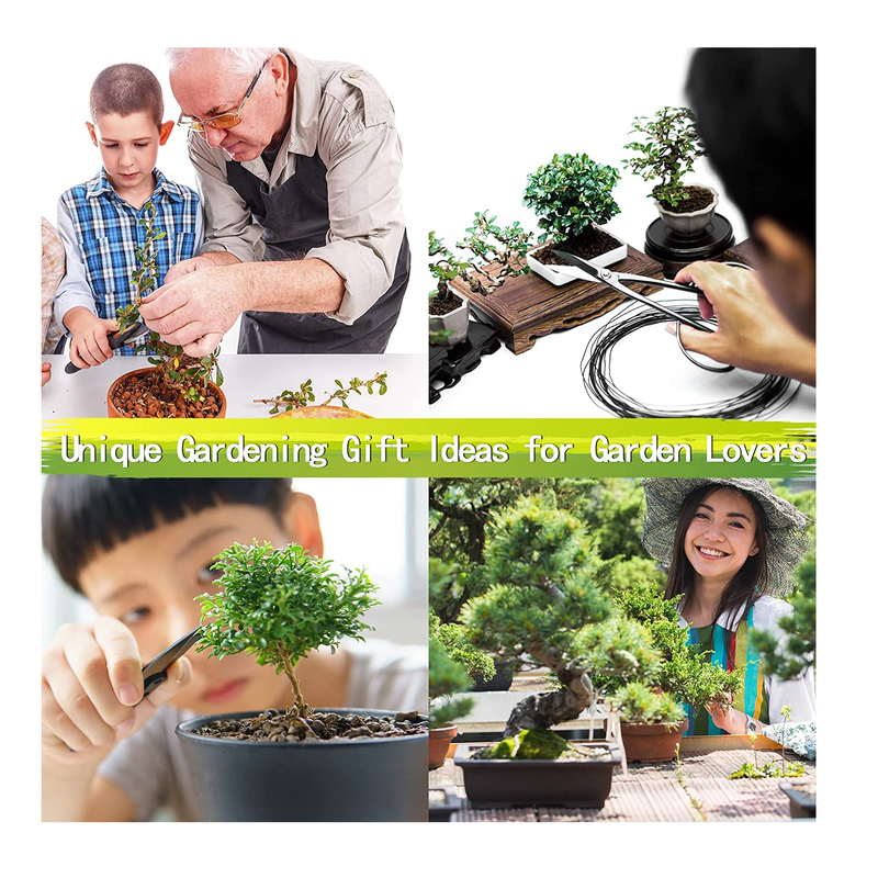 Grow Your Own Bonsai Tree Kit, 5 different varieties - Grow Your