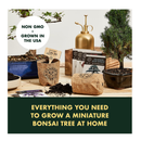 Bonsai Tree Seed Starter Kit | Mini Bonsai Plant Growing Kit | 4 Types of Seeds