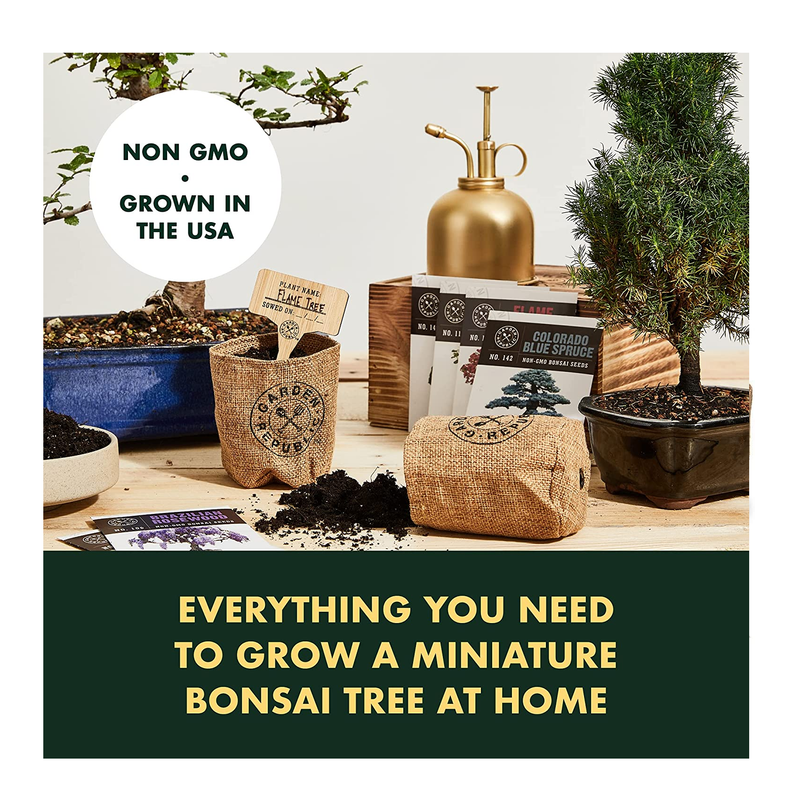 Grow Your Own Bonsai Starter Kit, Jacaranda, Indoor