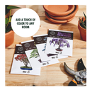 Bonsai Tree Seed Starter Kit | Mini Bonsai Plant Growing Kit | 4 Types of Seeds