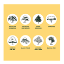 Bonsai Tree Seeds Kit | 8 Popular Varieties of Non GMO Mini Bonsai Trees