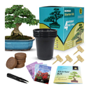 Bonsai Tree Starter Kit for Beginners with Potting Soil Discs