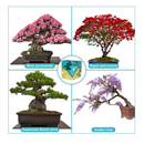 Bonsai Tree Starter Kit for Beginners with Potting Soil Discs