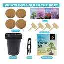 Bonsai Tree Starter Kit for Beginners with Potting Soil Discs