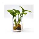 Cerpourt Polished Pebbles for Garden Plants | Natural Stone Decor