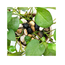 Cerpourt Polished Pebbles for Garden Plants | Natural Stone Decor