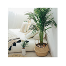 GASPRO Decorative River Rock Pebbles for Plants | Garden Landscaping and Vase