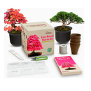Grow Your Own Bonsai kit | Tree Plants & Seeds | Easily Grow 4 Types of Bonsai Trees