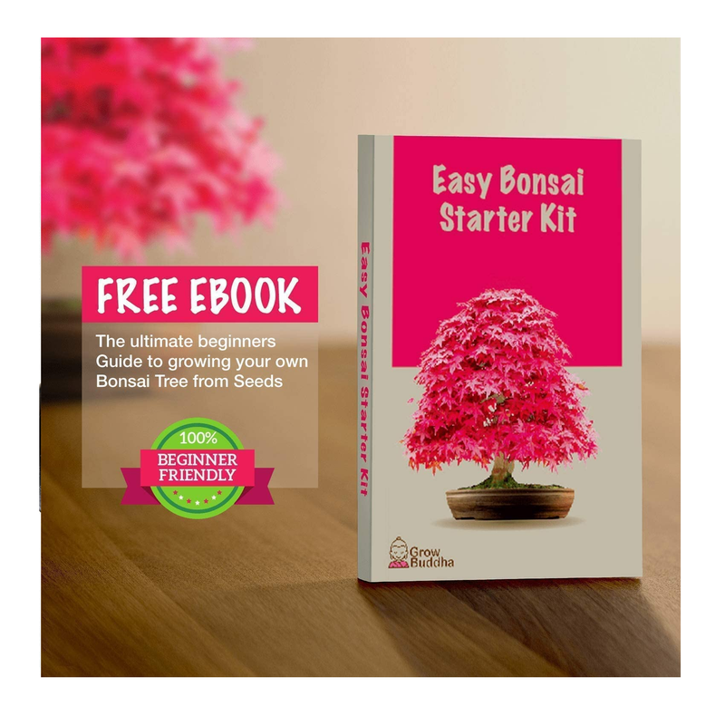 grow your own bonsai tree kit Grow Your Own Bonsai kit | Tree Plants & Seeds