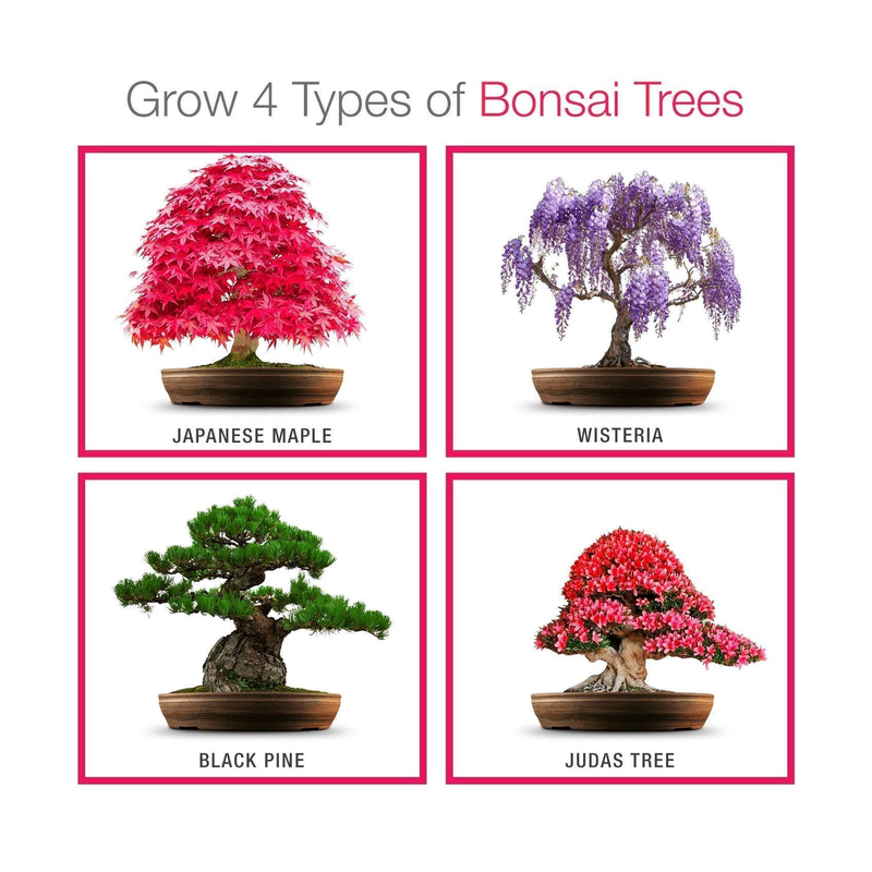 Bonsai Tree Kit, Grow Your Own: Premium 4 Bonsai Trees Starter Kit | Unique  Japanese Gifts for Moms Who Have Everything, Women, Men | Gardening Plant