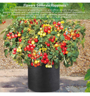 Growpropel 10 US Gallon 6 Pack Grow Bags