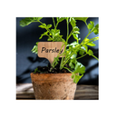 HOMENOTE 60 Bamboo Plant Labels |6 x 10 cm| With an Extra Pen| Vegetable Garden Markers | T-SHAPED