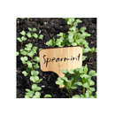 HOMENOTE 60 Bamboo Plant Labels |6 x 10 cm| With an Extra Pen| Vegetable Garden Markers | T-SHAPED