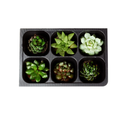 Hydroponic Seed Starter Tray | 720 Cells |120 ​​Trays - 6 Cells Per Tray| THCity Stakes  