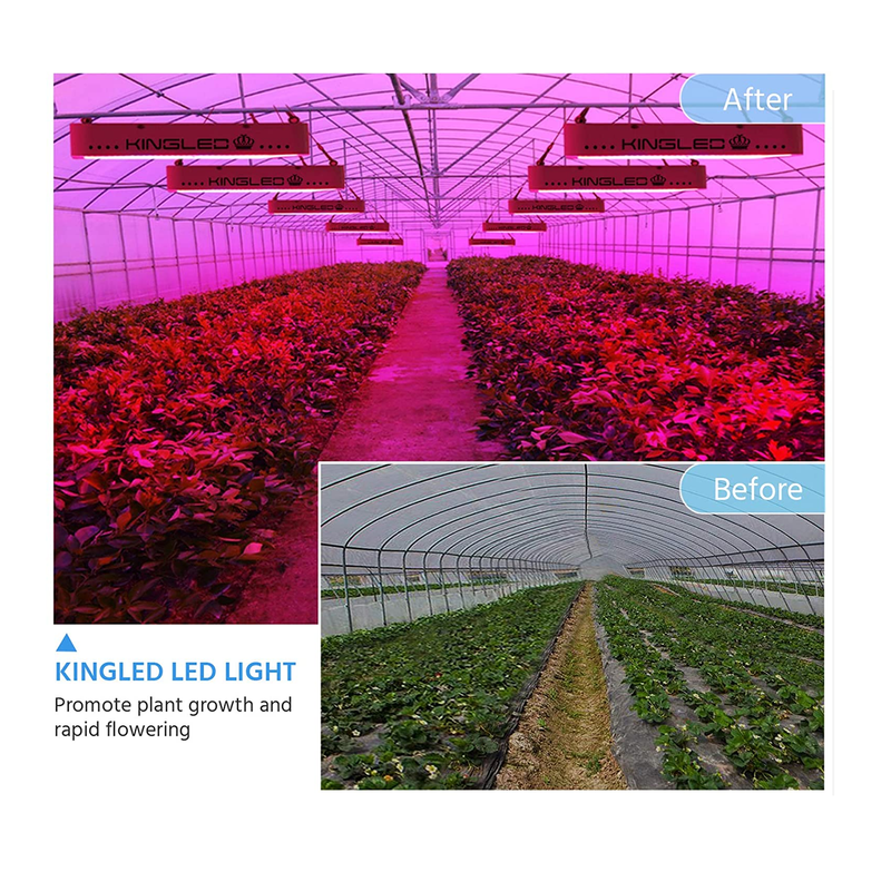 KingLED Newest LED Grow Lights with LM301B LEDs and 10x Optical Condenser 4x4 | Full Spectrum Grow Lights