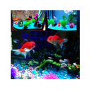 LZHAMZ Glow in The Dark Garden Pebble Stones | for Patio Decoration