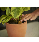 Osmocote PotShots Pre-Measured Houseplant Food