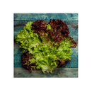 Seed Needs, Lettuce Lovers Seed Packet Collection | 8 Varieties of Heirloom Lettuce Seeds for Planting