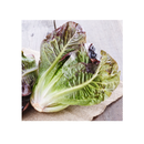 Seed Needs, Lettuce Lovers Seed Packet Collection | 8 Varieties of Heirloom Lettuce Seeds for Planting