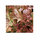Seed Needs, Lettuce Lovers Seed Packet Collection | 8 Varieties of Heirloom Lettuce Seeds for Planting
