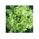 Seed Needs, Lettuce Lovers Seed Packet Collection | 8 Varieties of Heirloom Lettuce Seeds for Planting